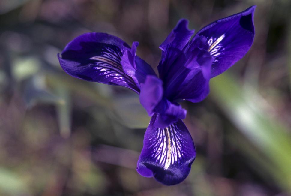 Free Image of Purple Flower 
