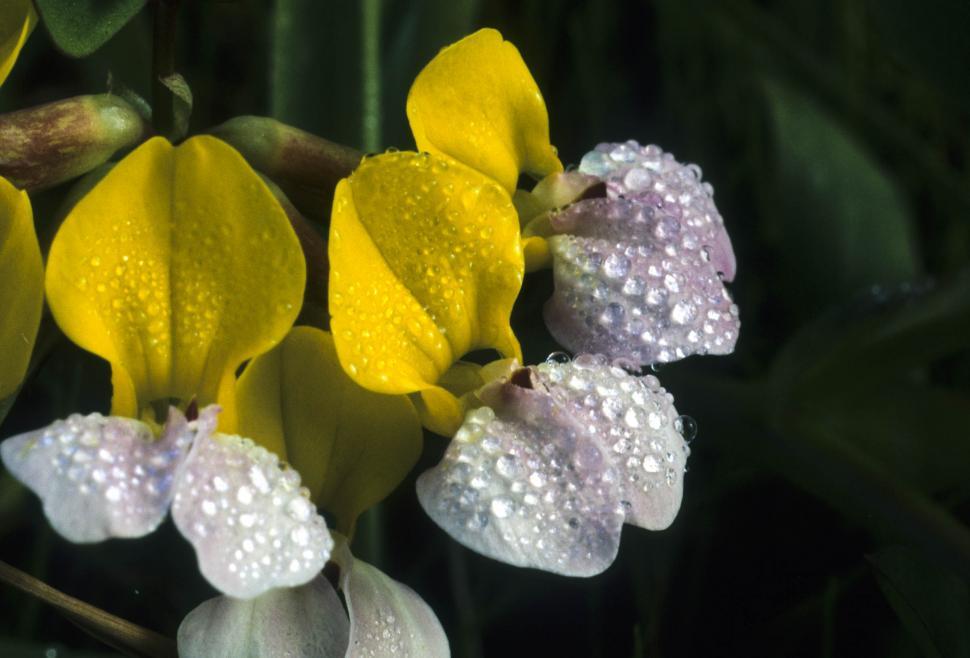 Free Image of Flowers with rain drops 