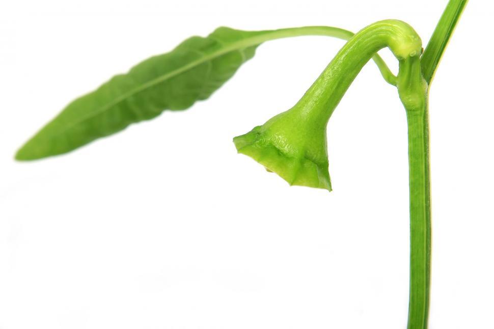 Free Image of Close Up of a Green Plant on a White Background 