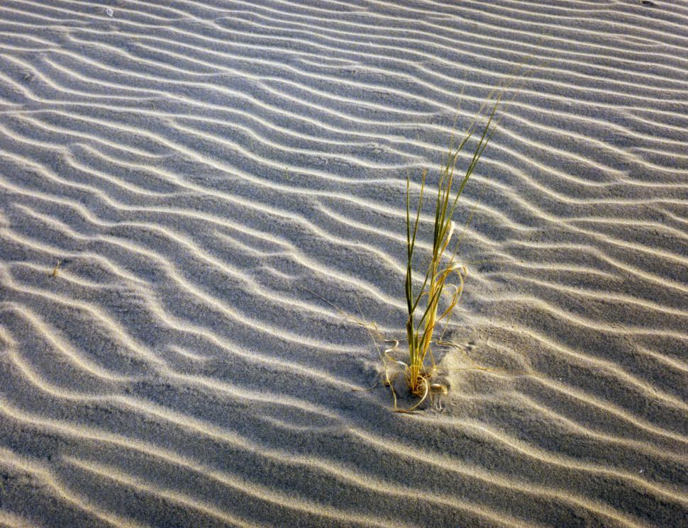 Free Image of Small Plant Thriving in Sandy Landscape 