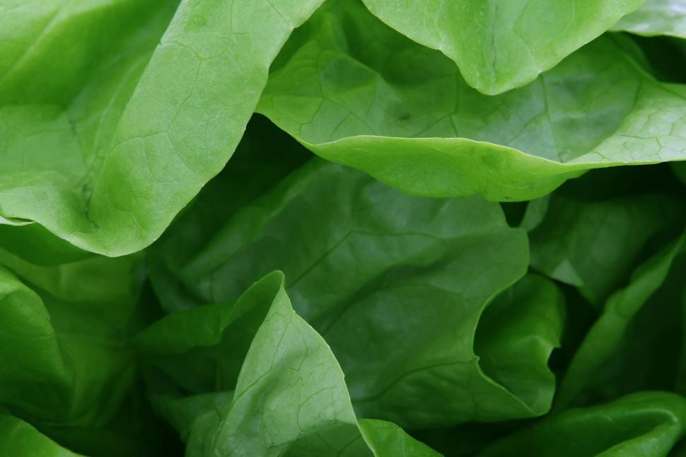 Free Image of Close Up of a Green Leafy Plant 