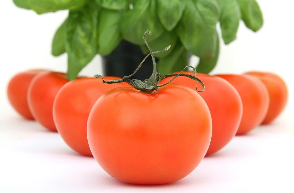 Free Image of Group of Tomatoes Arranged Neatly 