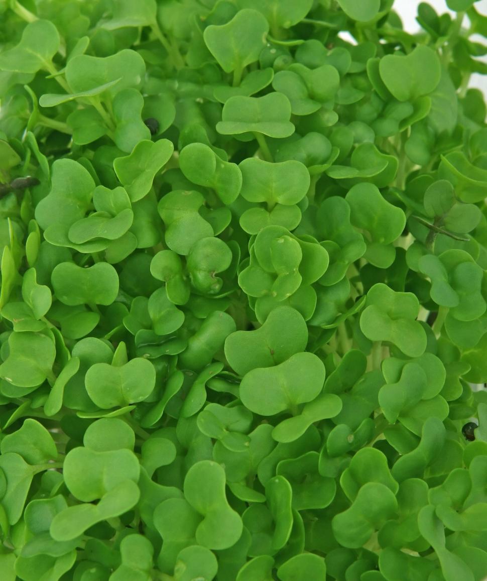 Free Image of Cluster of Green Leaves in Close-Up 