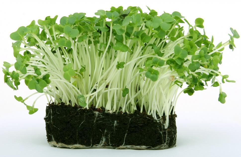 Free Image of vegetable head cabbage cabbage cruciferous vegetable lettuce leaf food produce organic herb fresh diet plant healthy ingredient 