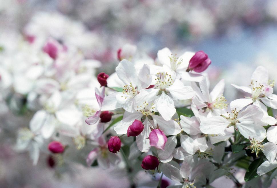 Free Image of White Flowers 