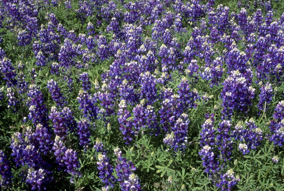 Free Image of Lupine Flowers 