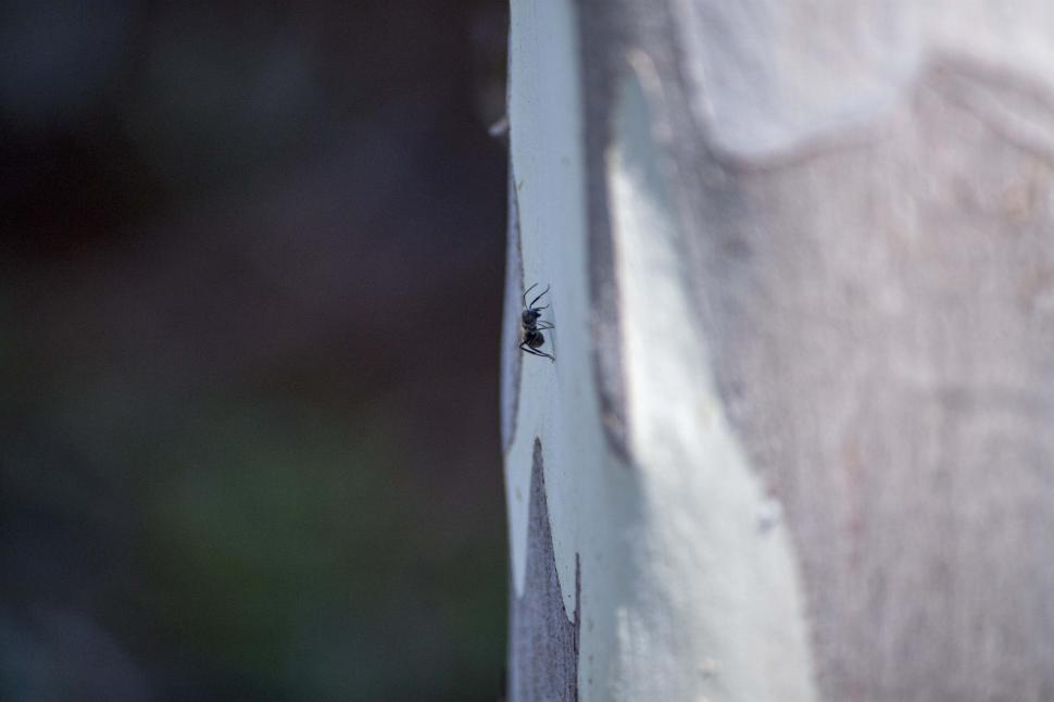 Free Image of Ant on tree trunk 
