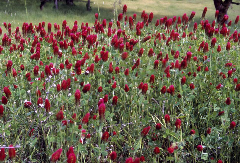 Free Image of Red Clover Flowers 