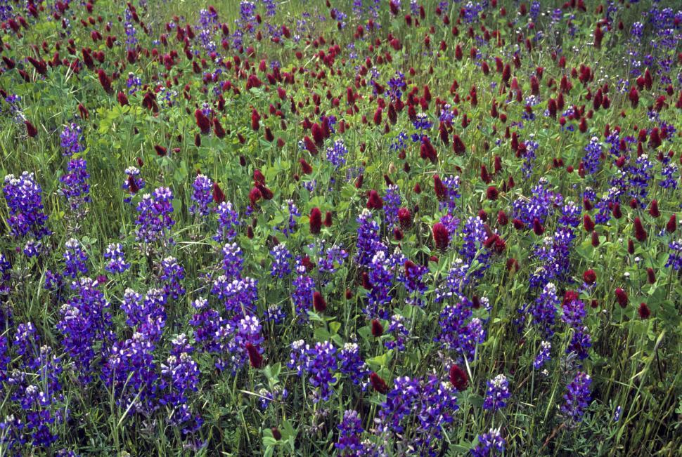 Free Image of Lupine Flower Field 