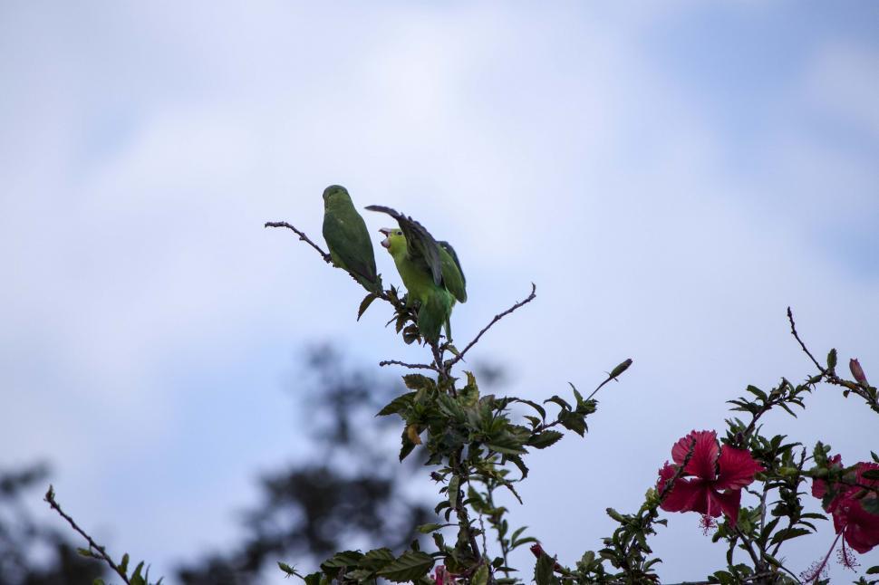 Free Image of Two parakeets fighting 