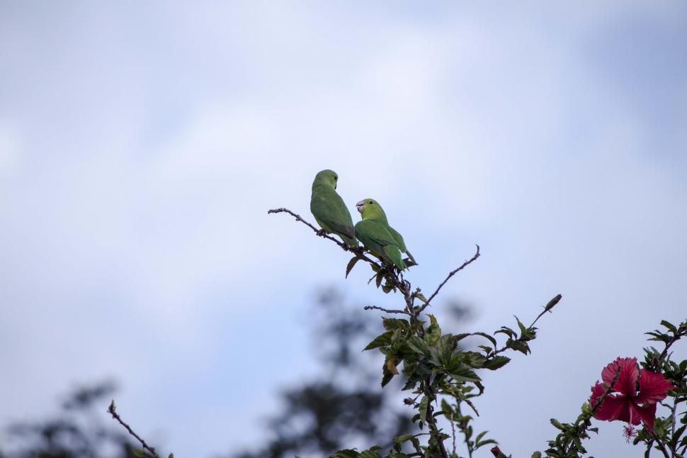 Free Image of Parakeets looking at each other 