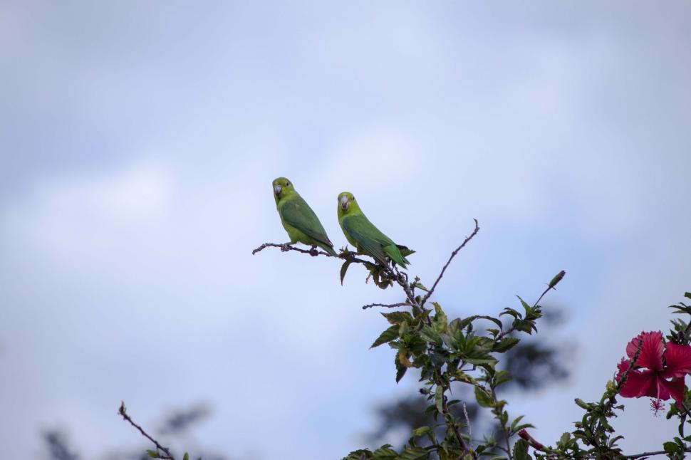 Free Image of Couple of parakeets looking at you 