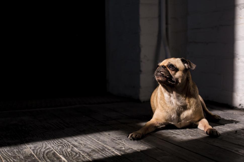 Free Image of Dog In Sunlight 