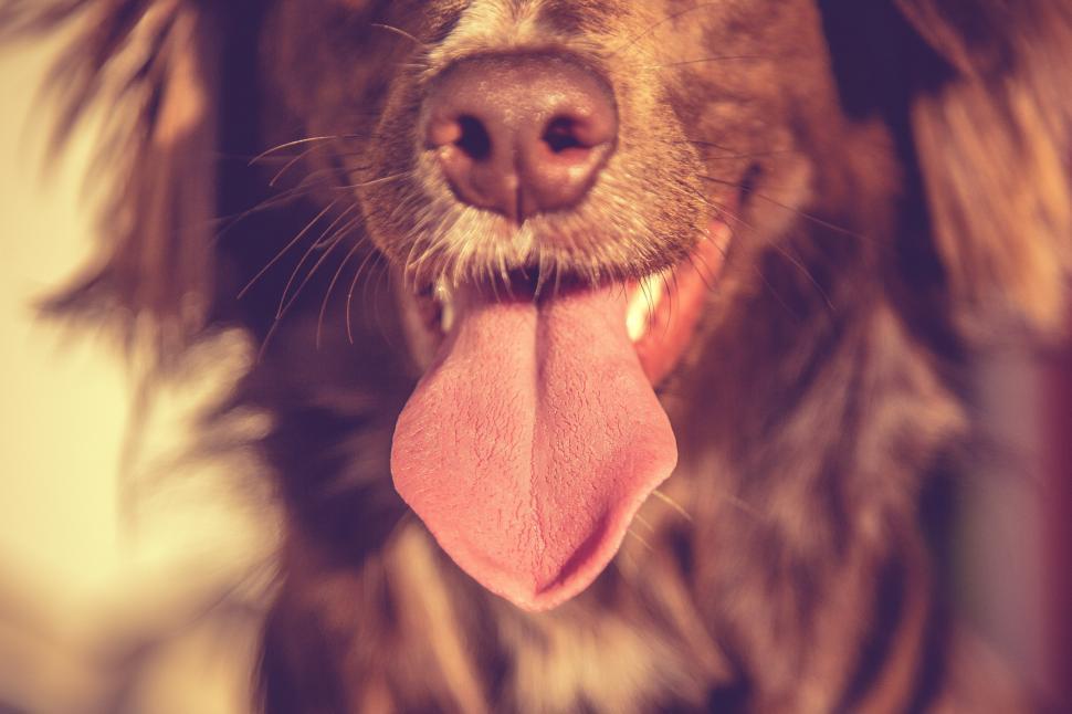 Free Image of Dog Sticking Tongue Out 