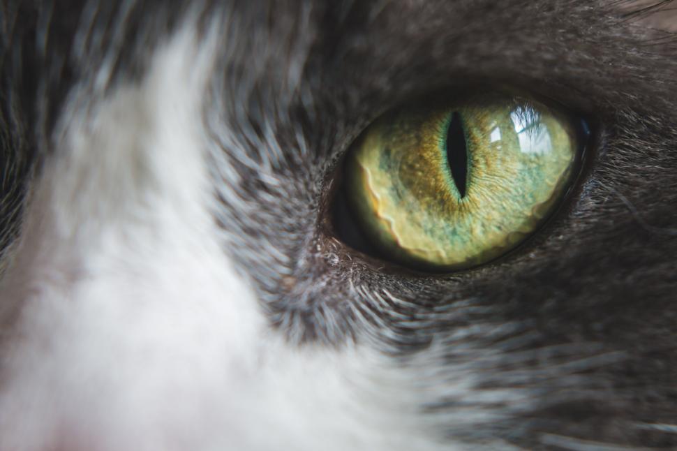 Free Image of Green Cat Eye 