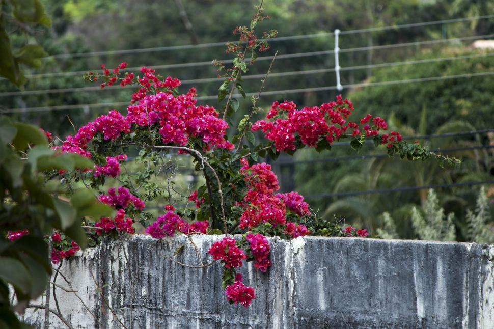 Free Image of Bougainville 