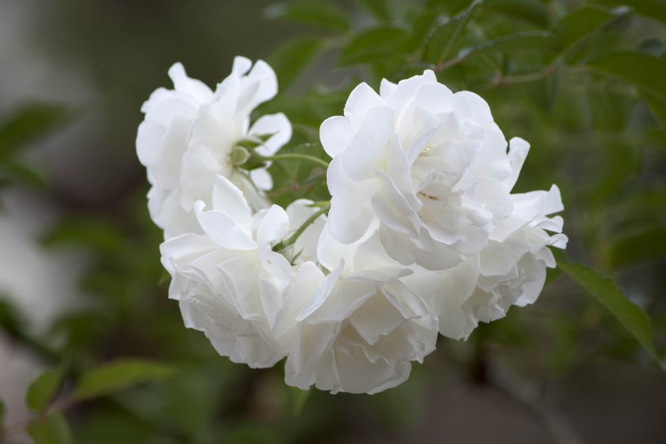 Free Image of White petal flower 