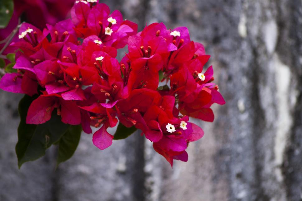 Free Image of Pink Bougainville 