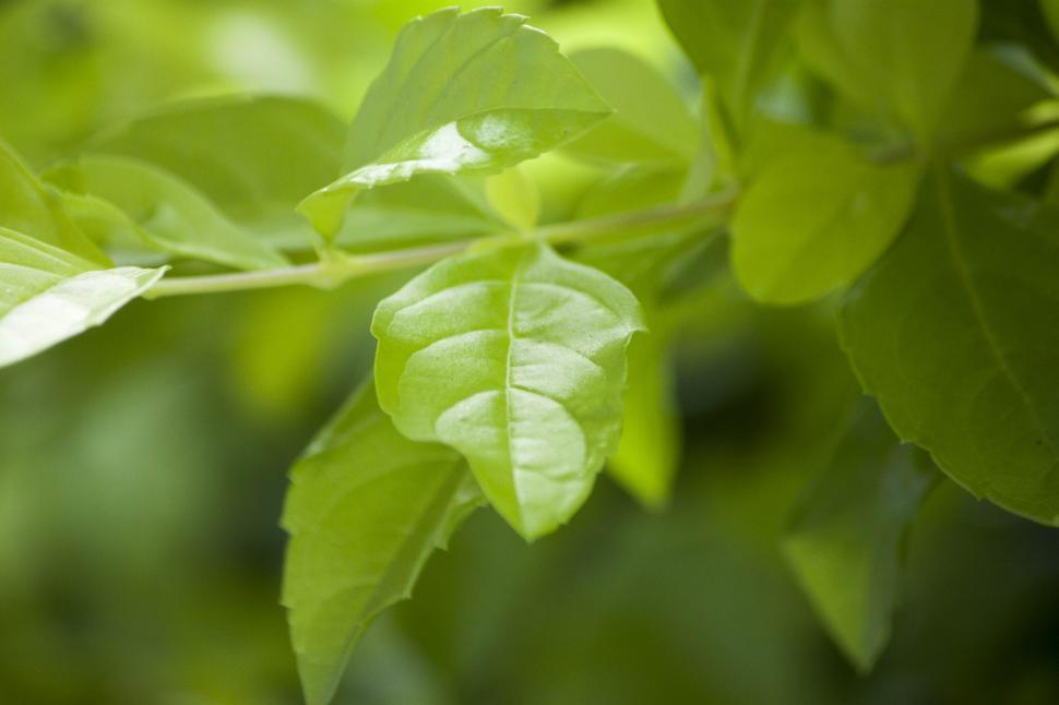 Free Image of Green leafs 