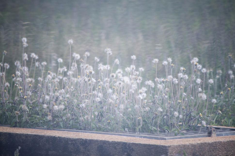 Free Image of Field of Dandelions 