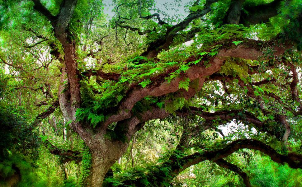 Free Image of Deep Forest - Ferns Growing on Temperate Rainforest Tree 