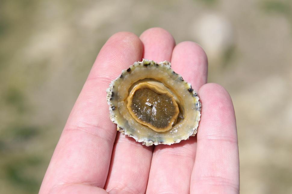 Free Image of Person Holding Small Oyster in Hand 