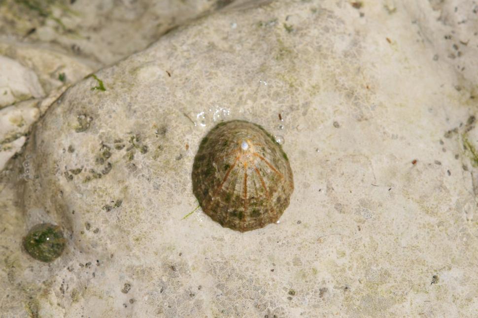Free Image of Shell Resting on Rocky Surface 