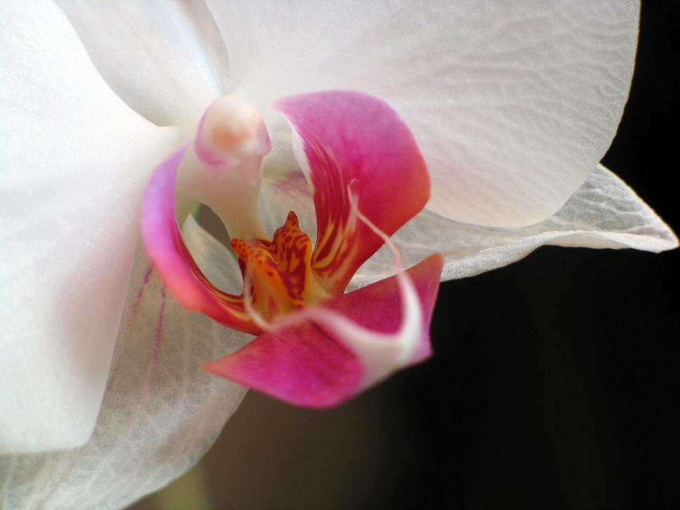 Free Image of Close Up of White and Pink Flower 