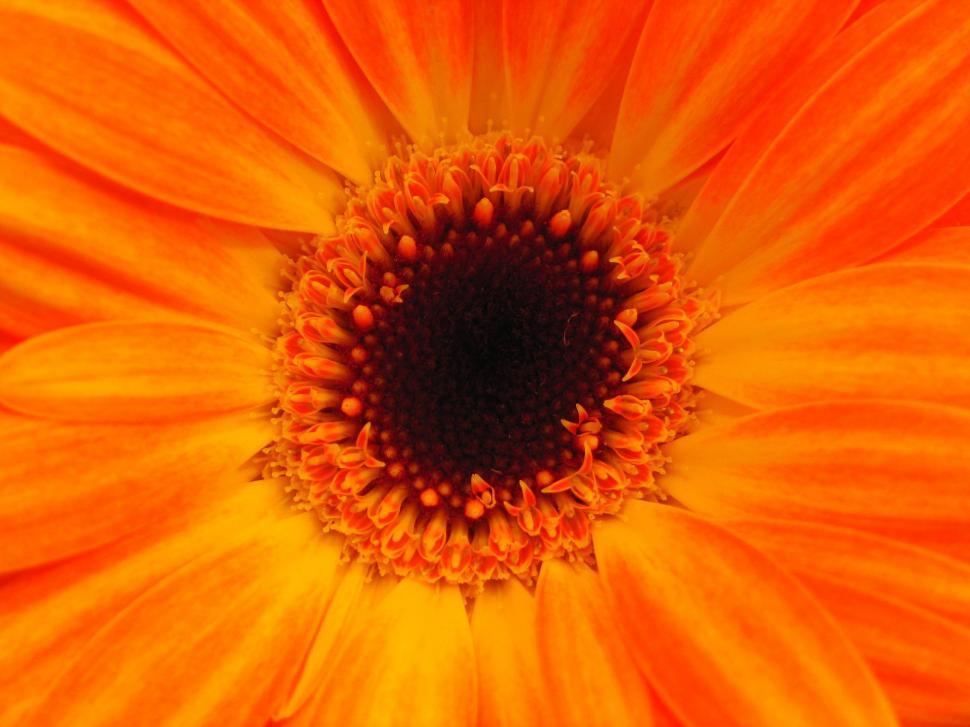 Free Image of Vibrant Close-Up of an Orange Flower 