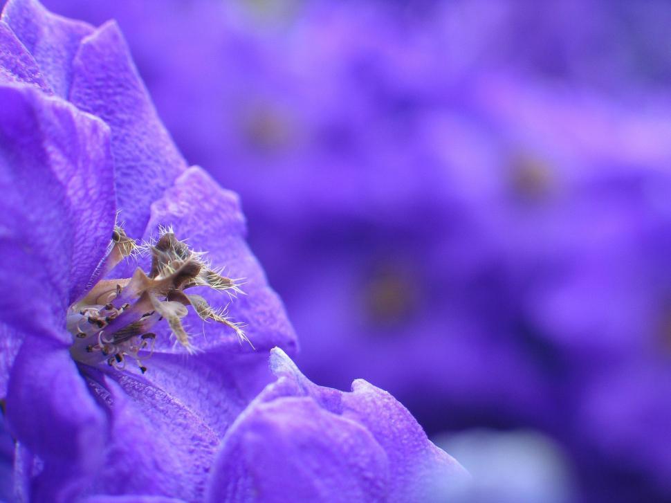 Free Image of Close Up of a Purple Flower With Blurry Background 