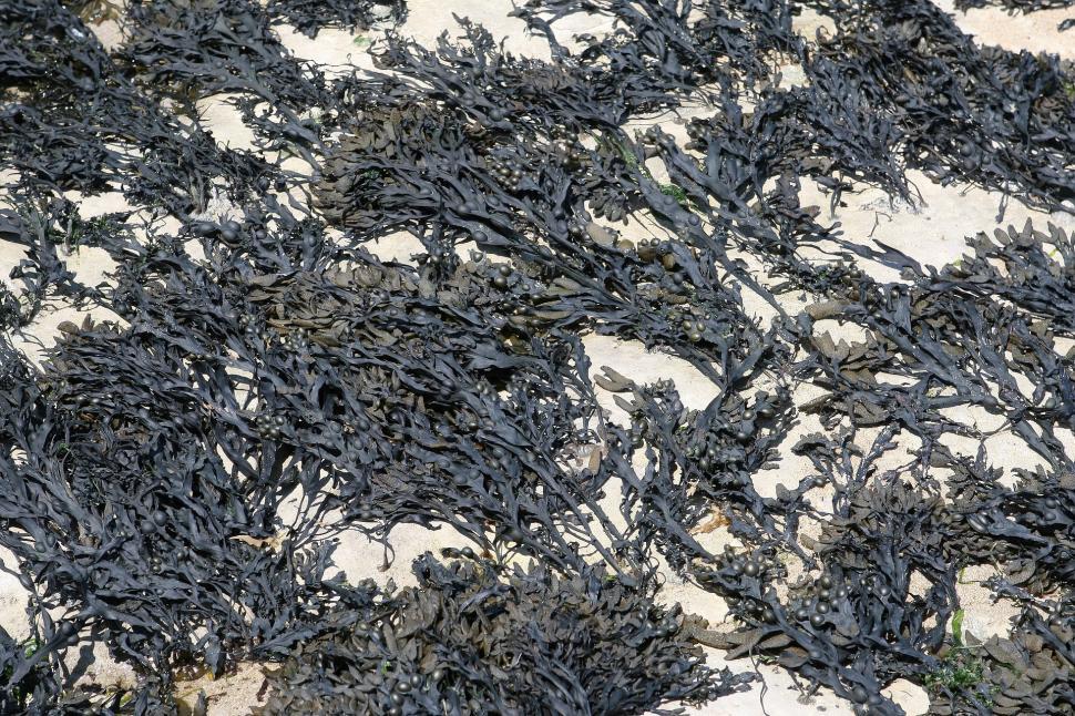 Free Image of Pile of Black Seaweed on White Surface 