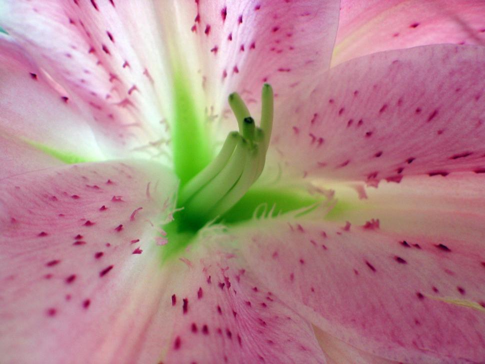 Free Image of Close Up of a Pink and White Flower 