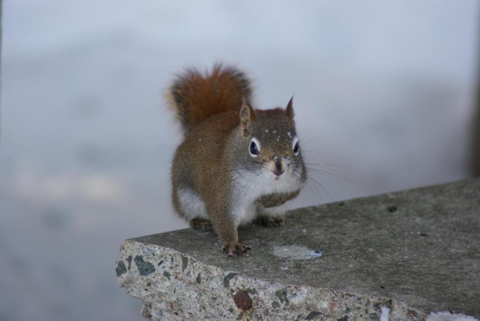 Free Image of Squirrels 