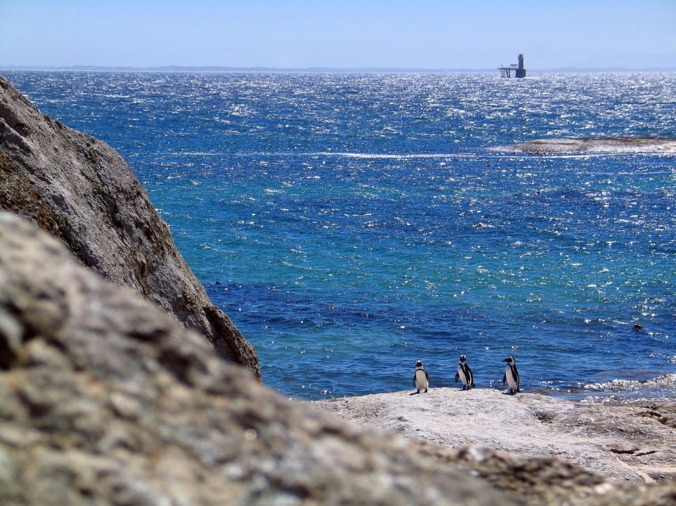 Free Image of Group of Penguins Standing on Top of Rocky Cliff 