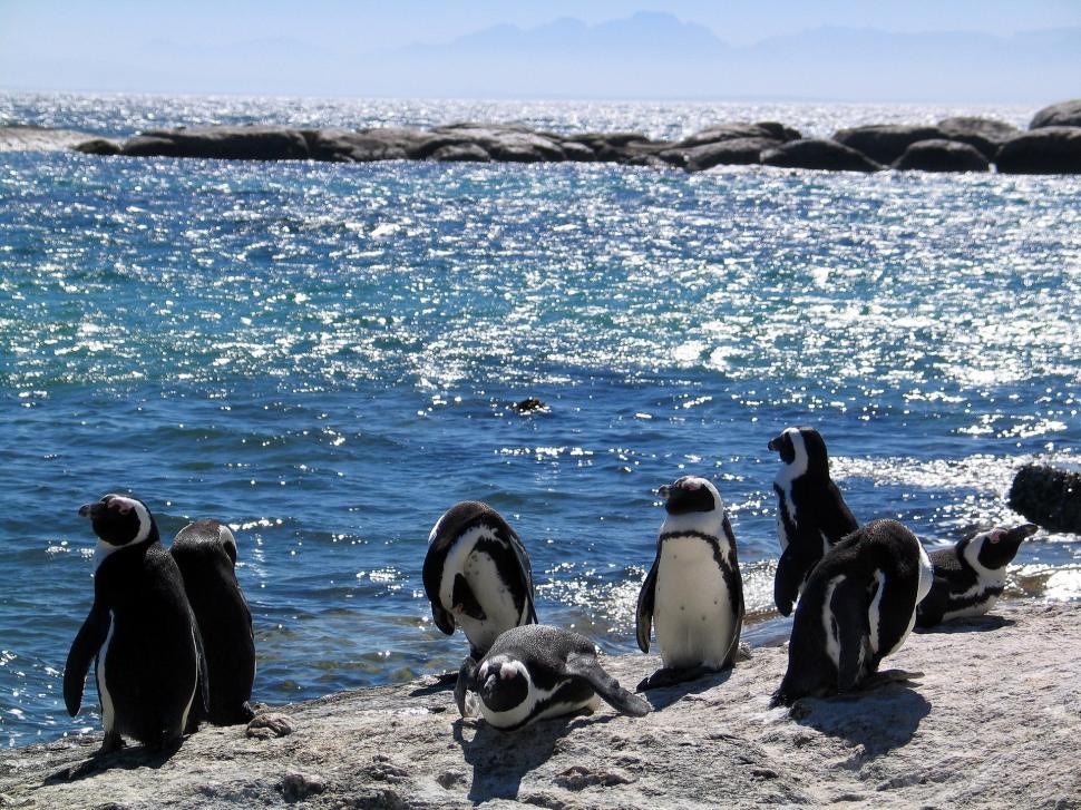 Free Image of Group of Penguins Standing on Beach by Ocean 