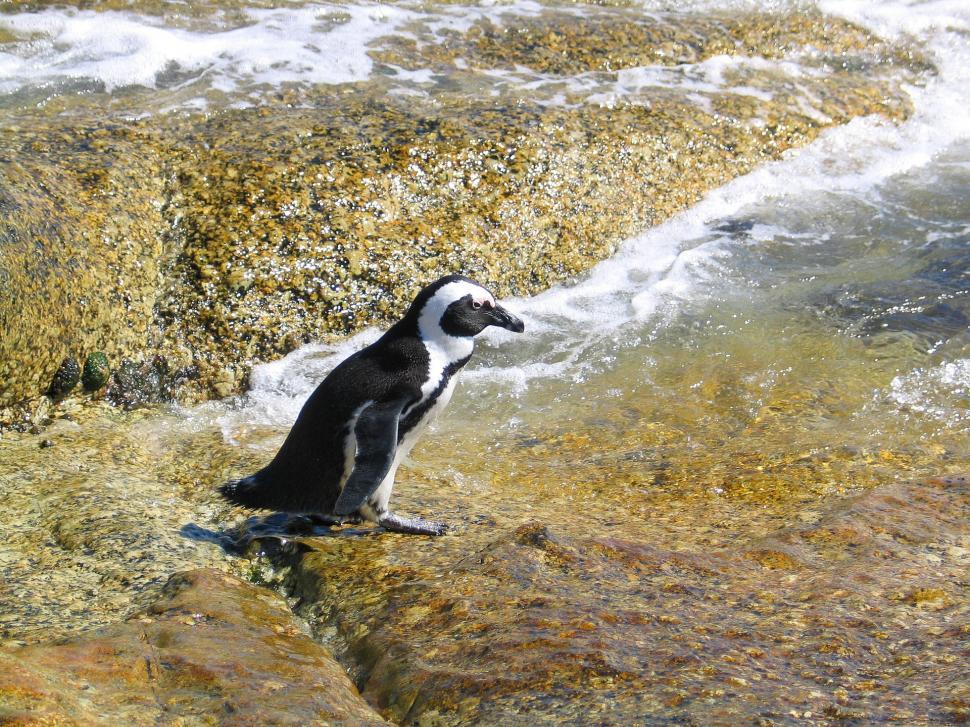 Free Image of Penguin Sitting on Rock in Water 