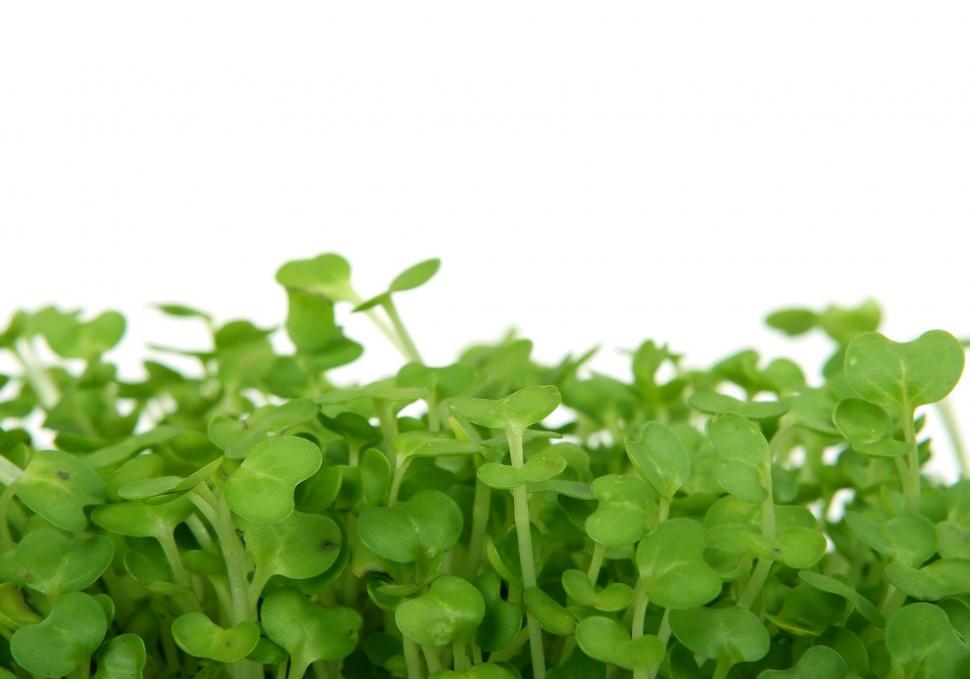 Free Image of Close Up of Lush Green Plants 