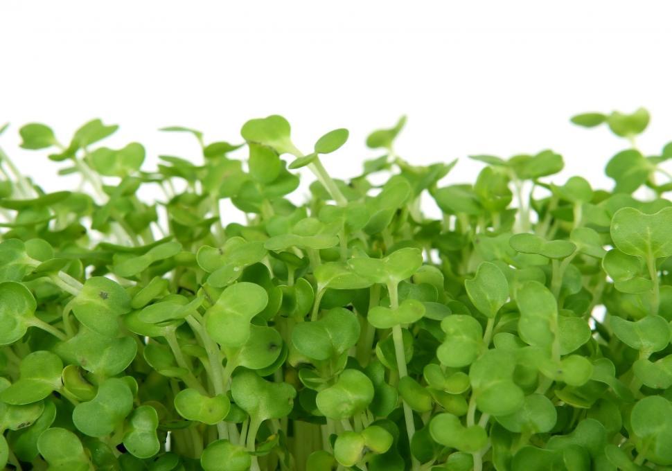 Free Image of Green Sprouts Close Up 