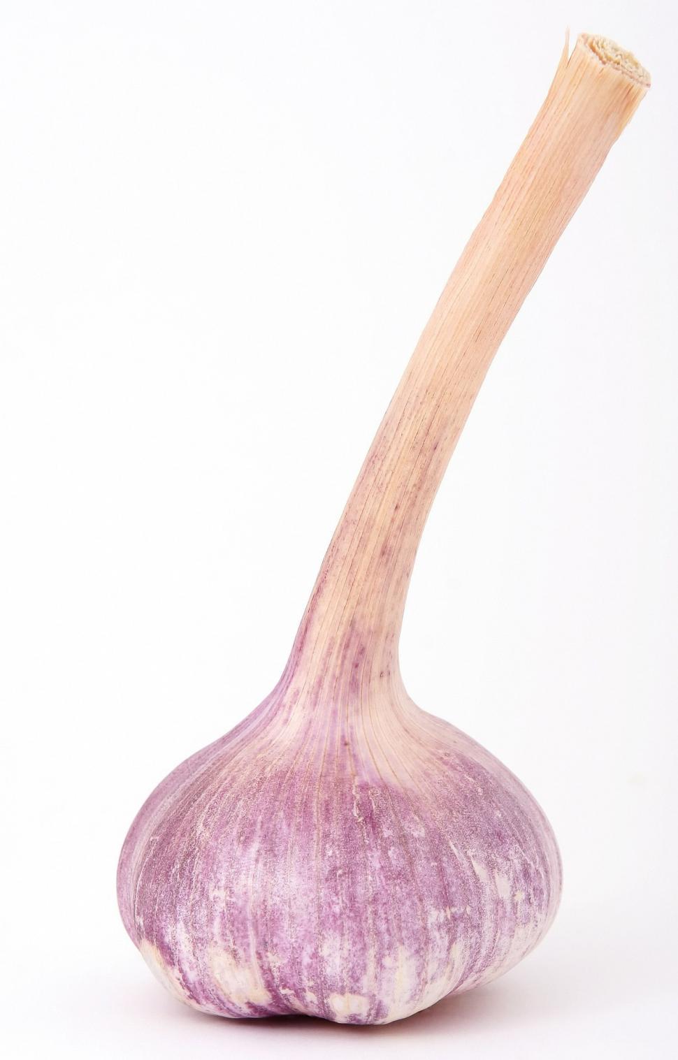 Free Image of Onion With Wooden Stem on White Background 