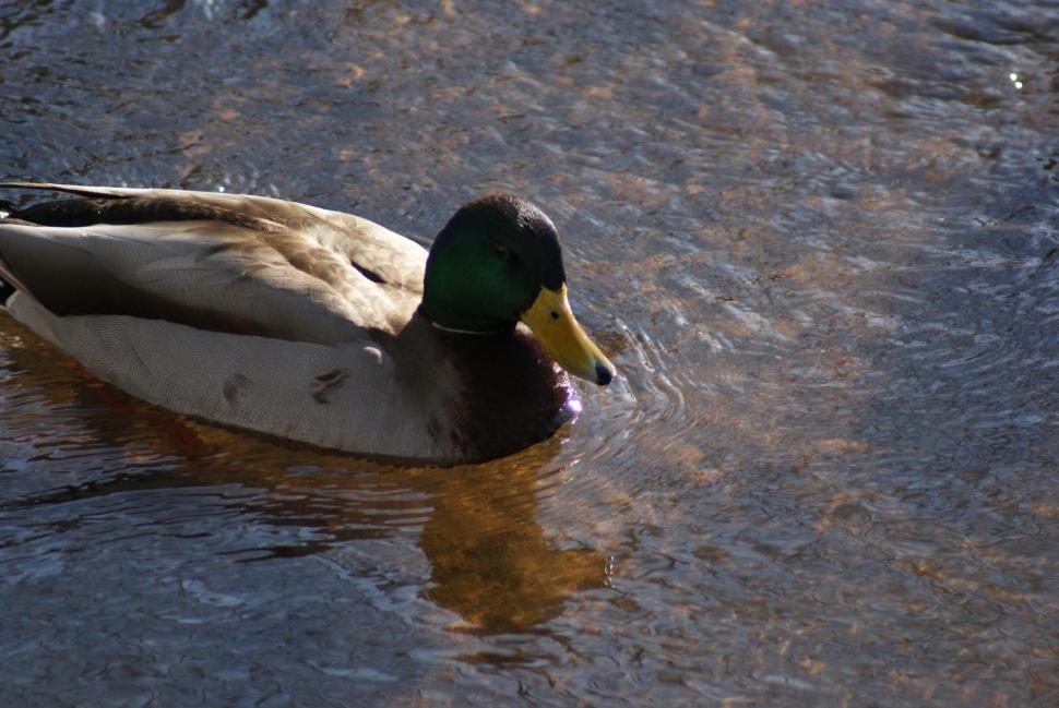 Free Image of Ducks 