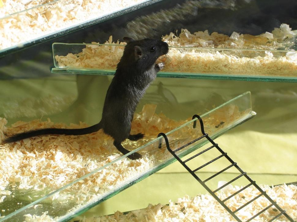 Free Image of Rodent Standing on Top of Ladder in Cage 