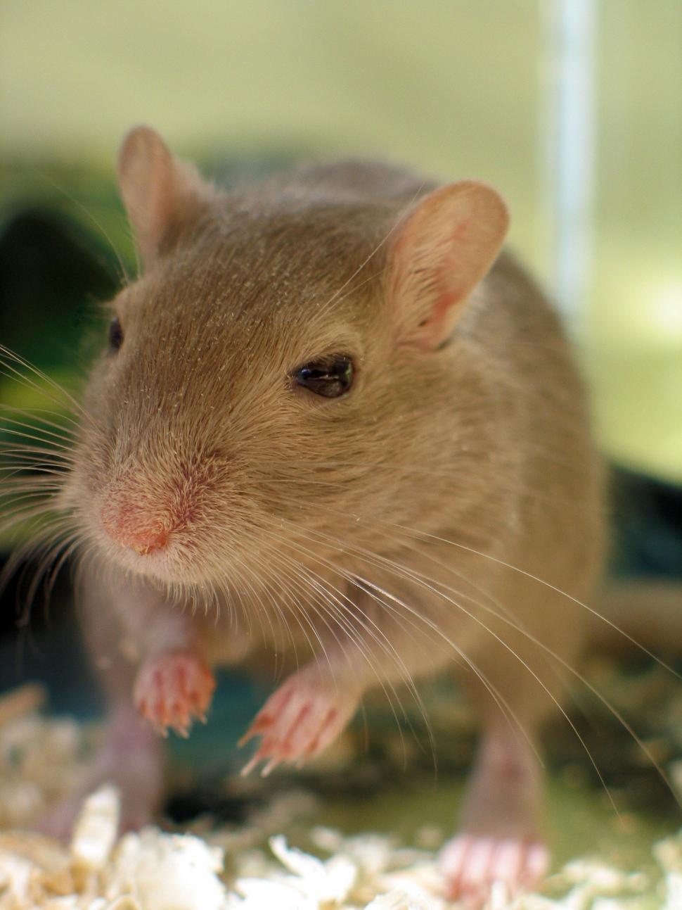 Free Image of Brown Rat Sitting on Table 