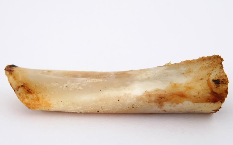 Free Image of A Piece of Bone on a White Surface 