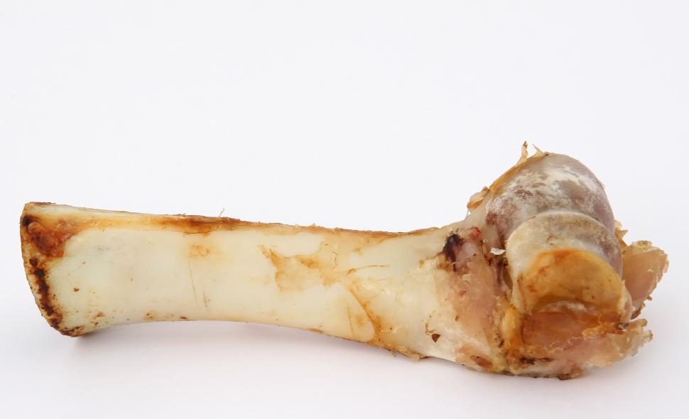 Free Image of Abandoned Bone on the Ground 