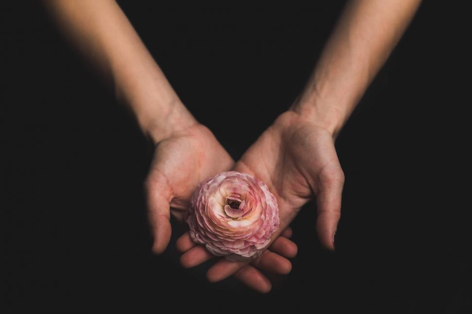 Free Image of Woman Holding Flower 