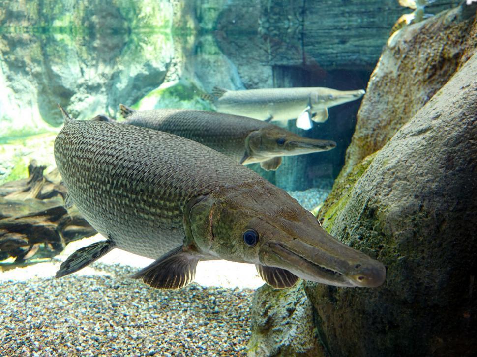 Free Image of Large Fish Swimming in Aquarium 