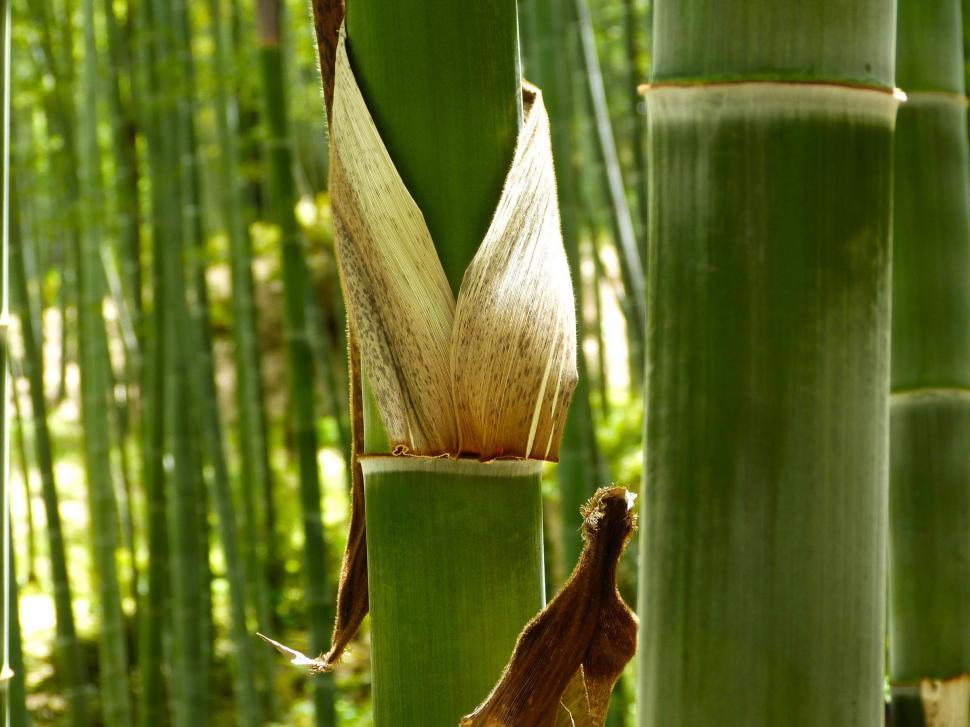Free Image of Bamboo Forest 