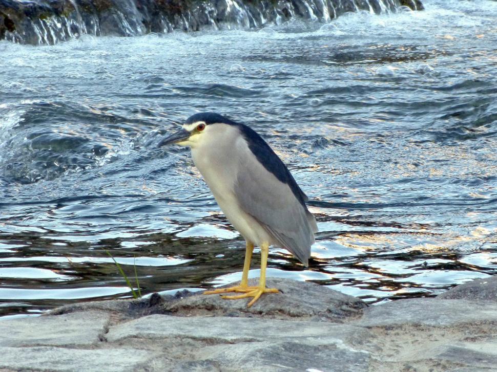 Free Image of Bird Standing on Rock in Water 