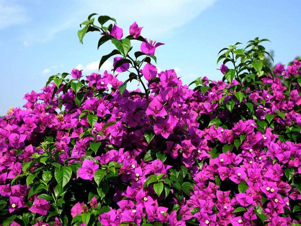Free Image of Bush of Purple Flowers Under Blue Sky 