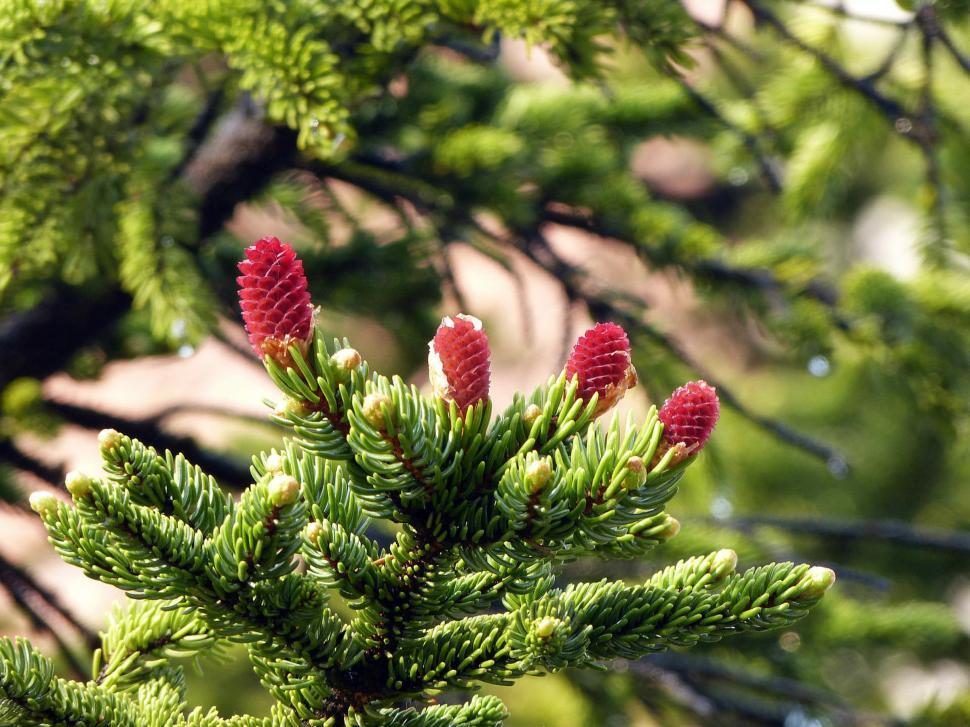 Free Image of Close Up of Pine Tree With Red Cones 
